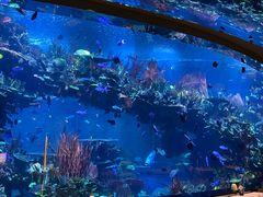 -迪拜帆船酒店海底餐厅