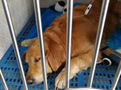 -芭比堂动物医院·犬猫全科·异宠专科(雁塔分院)