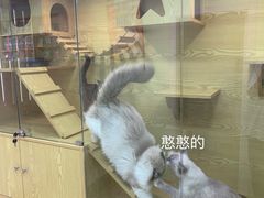 -猫十亿·布偶金渐层·曼基康矮脚猫舍(青年路店)