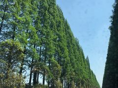 -黄海国家森林公园