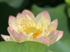 -荷塘月色湿地公园·向阳花洲