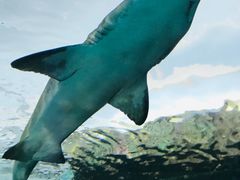 -瑞普利水族馆
