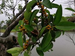 -松山湖南湖湾露营营地