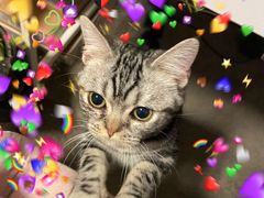 -猫大福·Fortune Cat猫舍(百子湾店)