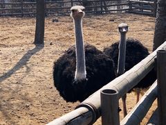 -大连森林动物园