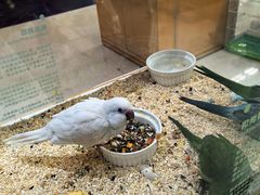 -帕帕拉兹宠物(亚洲旗舰店)