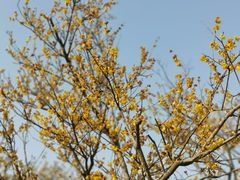-无锡梅园公园