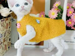 -小猫来了·猫舍(红山六九七九店)