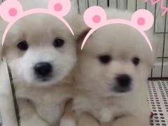 -瑞派宠物医院(搏威敦和院)