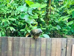 -新加坡飞禽公园