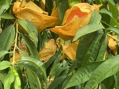 -南汇新场正宗水蜜桃采摘