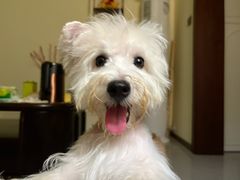 -翊宠yipet猫狗购宠庄园犬舍•猫舍