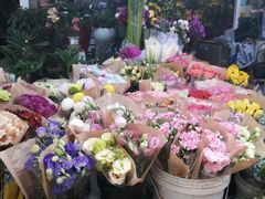 -曲阳花鸟市场(曲阳路店)