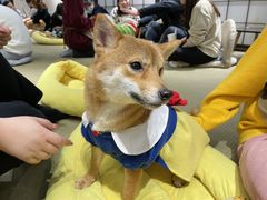 -逗柴咖啡屋·狗咖猫咖宠物桌游