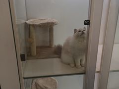 -猫冇咖·家门口的撸猫馆(大融城店)