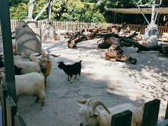 -广州长隆飞鸟乐园