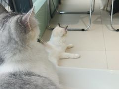 -怪兽屋·羊驼·猫咖·狗咖(俊华广场店)