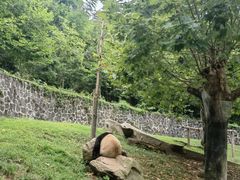 -都江堰中华大熊猫苑