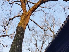 -秋霞圃