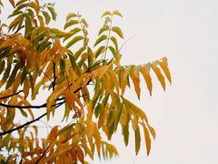 -吴淞炮台湾湿地森林公园烧烤区