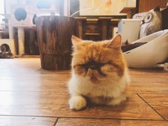 -more than meow吴止猫主题餐厅(承德 中船汇店)