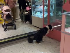 -FAELING PETS美天灵宠物(合生汇店)