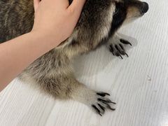 -浣熊柯尔鸭土拨鼠·电玩咖