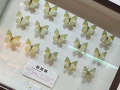 -上海大自然野生昆虫馆(东方明珠·爬宠昆虫探索中心)