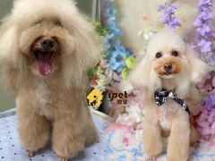 -翊宠yipet猫狗购宠庄园犬舍•猫舍