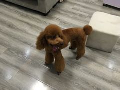 -翊宠yipet猫狗购宠庄园犬舍•猫舍