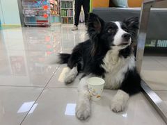 -北京观赏动物医院·24小时大型综合·猫专科·异宠专科