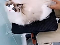 -爱洗澡的猫(望京店)