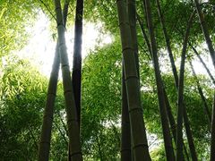 -黄山翡翠谷景区