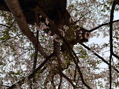 -井之头恩赐公园