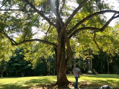 -中国科学院西双版纳热带植物园