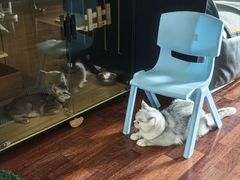 -全心全意连锁动物医院·微创中心·内科急重症·心脏专科(丰管路店)