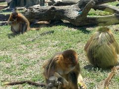 -大连森林动物园