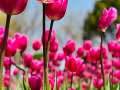 -石家庄市植物园