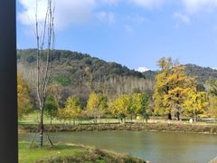 -千年银杏谷文化旅游区