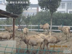 绿光农场照片 008-苏州太湖西山岛开心农场