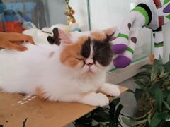 -平行世界·猫咖(首经贸店)