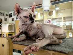 -平行世界·猫咖(首经贸店)