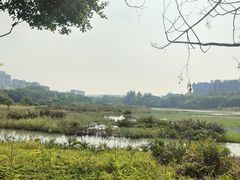 -华侨城湿地公园