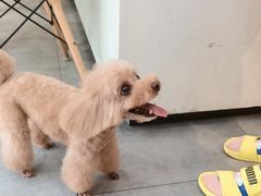 -帕帕拉兹宠物(亚洲旗舰店)