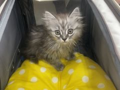 -芭比堂动物医院·CT·微创中心(新顺分院)