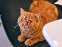 -飞行喵MR PILOT|猫舍·猫咖(静安大融城店)