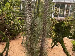 -深圳仙湖植物园