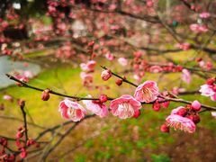 -梅花山(明孝陵内)