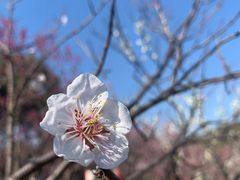 -无锡梅园公园