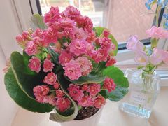 -曲阳花鸟市场(曲阳路店)
